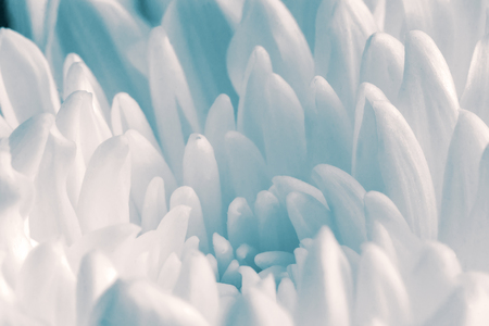Closeup presents the core of the flower and beautiful petals of the chrysanthemum delicate pale yellow.の写真素材