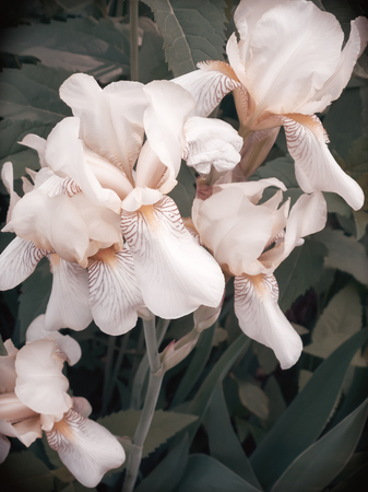Closeup of the beautiful blossoms of pale yellow iris flowers on a background of garden irises and other flowers.の写真素材