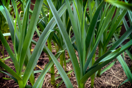 Young garlic plants with large green leaves grow in the garden. Presented close-up.の写真素材