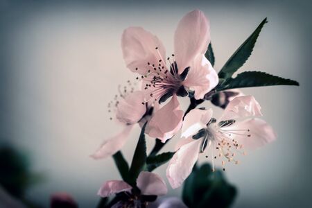 Peach blossom branch with beautiful pink flowers. Presented on a light background.の写真素材