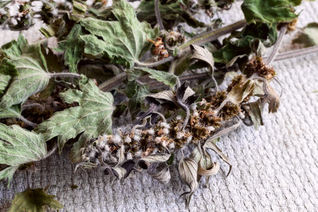 Valuable medicinal plant-motherwort with dried flowers and leaves on a white background.