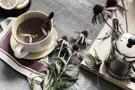 Echinacea is a medicinal herb with immune stimulating effectsの写真素材