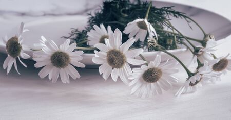 Flowers and leaves of white medicinal chamomile are used for herbal medicine in folk and official medicine.の写真素材