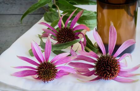 Medicinal herbal tea with the medicinal plant Echinacea, which has an immunostimulating effect.の写真素材