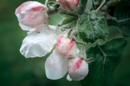 Buds of flowers of an apple-tree and leaves on an apple-tree branch in the spring.の写真素材
