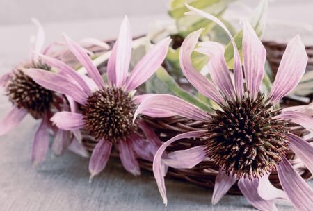 Beautiful Echinacea flower purple on light background. Presented close-up.の写真素材