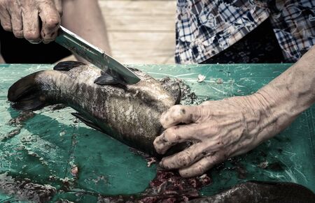On the table, an elderly woman with a kitchen knife cleans and eviscerates fish caught in the river. Presented in close-up.の写真素材