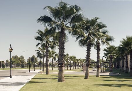 A street in a Mediterranean resort town with beautiful spreading palm trees along the road.の写真素材