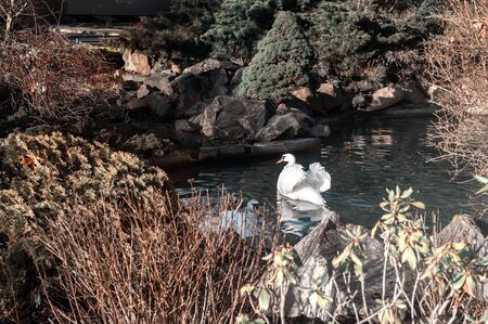 One beautiful white Swan swims on the surface of the lake near the rocky shoreの写真素材