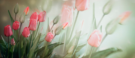 Delicate pink flowers and Tulip buds on a light background in pastel colors . Banner, spring...