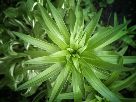 Decorative plant Lily for landscaping and decoration of gardens and parks. Texture of green leaves. The view from the top.の写真素材