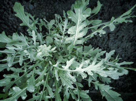 In the greenhouse, young rukola plants with juicy bright green leaves grow in the groundの写真素材