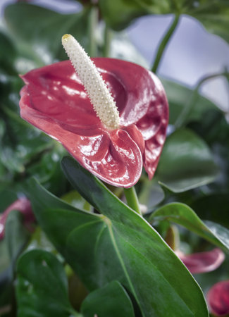 Beautiful bright red Anthurium flower among the leaves.