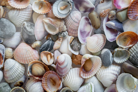 Small sea stones and various shells close up