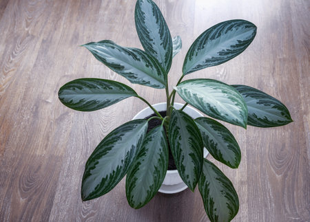 Beautiful indoor flower in a pot on the tableの写真素材