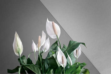 Greeting card with the image of white spathiphyllum flowersの写真素材