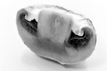 Sliced mushroom champignon on a white background