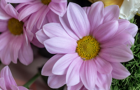 Beautiful chrysanthemum flower in a bouquet close-up.の写真素材