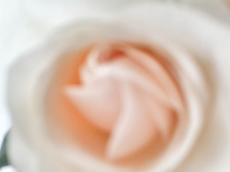 Blurred white roseの写真素材