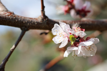 Close up on flower of an almond tree during winter time.の写真素材
