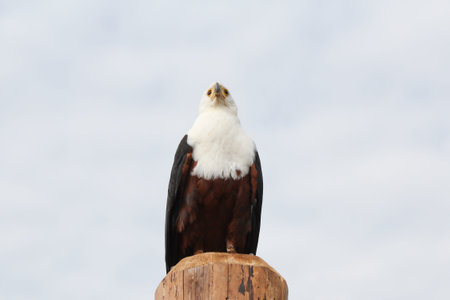 An eagle sitting on the tree