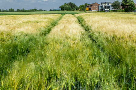 The ruts of the tractor on the rye fieldの写真素材