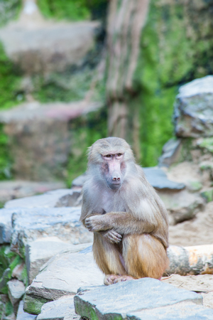 A large group of baboons monkeys feeding in the zoo in Cologneの写真素材