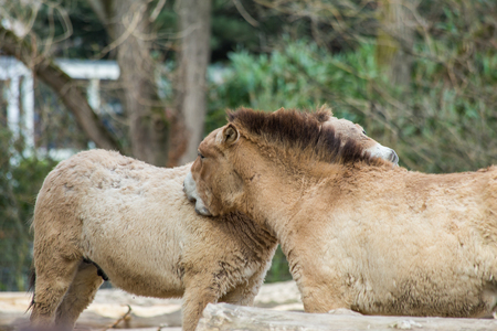 Przewalski's horses are in the zoo enclosureの写真素材
