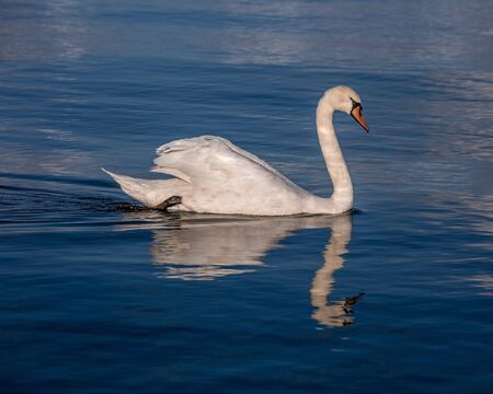 white swan portarait in the high seasの写真素材