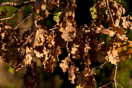 Dried maple leaves on maple tree closeup, blurred blueforest on background