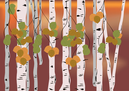 Birch, birch leaves against the backdrop of autumn sunsetのイラスト素材