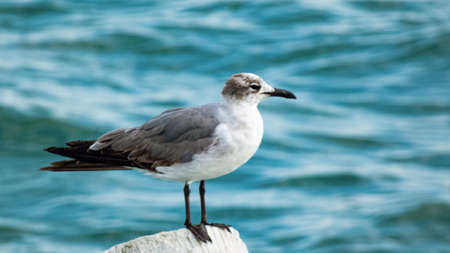 Seagull posed near Clearwater, Florida.の写真素材