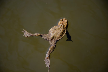 Common frogの写真素材
