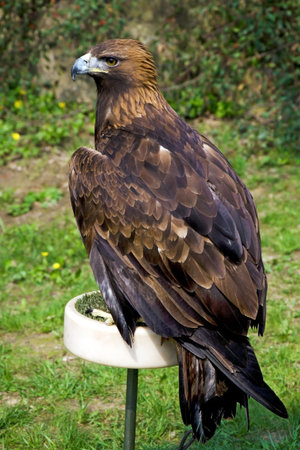 The portrait of golden eagle, Aquila chrysaetos, in captivity.