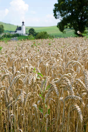 The wheat field with The Church of the Holy Spirit in Zehra, Slovakia, from 13th century, registered in the list of UNESCO in background.の写真素材