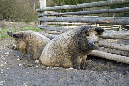 The mangalitsa pigs. The brood is developed from older types of Hungarian pig crossed with the European wild boar and serbian breed in Austro-Hungary in 19th century.の写真素材