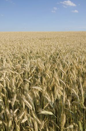 A wheat field ready for harvest.の写真素材