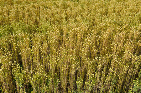 The flax field ready for harvest.の写真素材