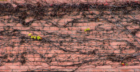 Vined brick wallの写真素材