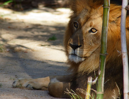 Large male lionの写真素材
