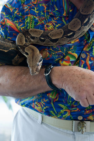 elderly man's arm holding onto a boa constrictor snake