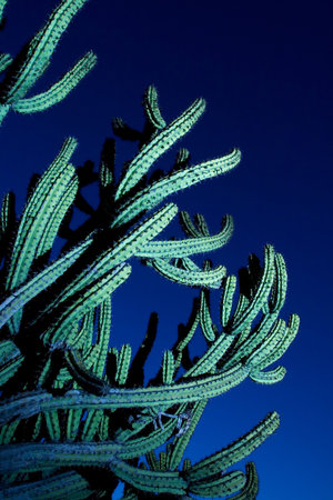 Macro of a large organ pipe cactus over deep blue skyの写真素材