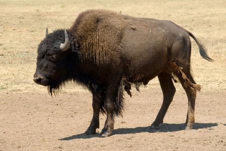 Buffalo or bison with shedding or molting fur standing in on dry brown earth