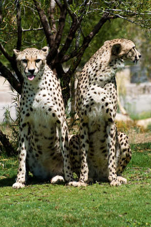 Two cheetahs standing beside each other standing on the grassの写真素材