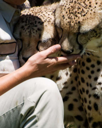 Head of a tame cheetah with a person licking her handの写真素材