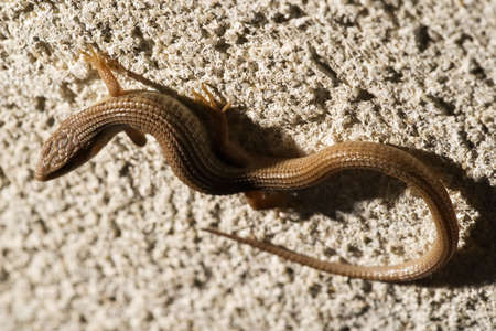 Close up of a skink lizard found in backyard in Californiaの写真素材