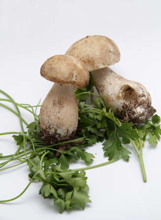 Mushrooms on a white backgroundの写真素材