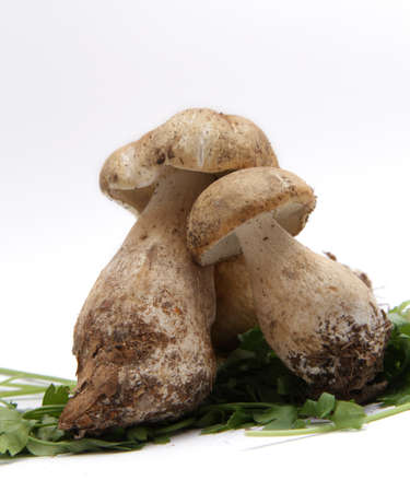 Mushrooms on a white backgroundの写真素材