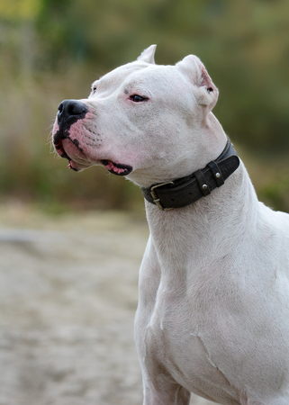 Portrait of powerful dogo argentinoの写真素材