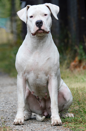 Dogo Argentino sitting in summerの写真素材